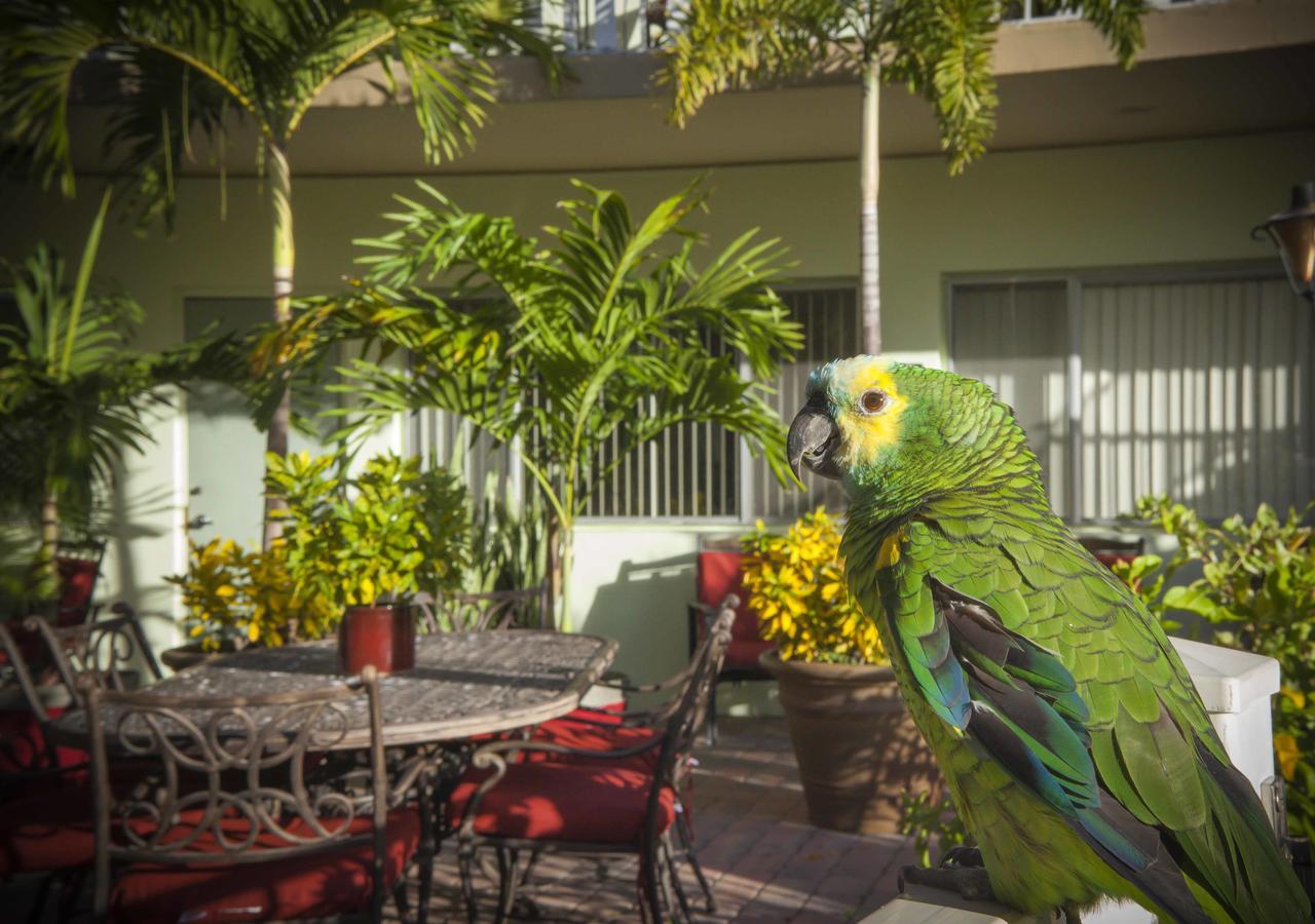 The Big Coconut Guesthouse - Gay Men'S Resort Fort Lauderdale Exterior foto